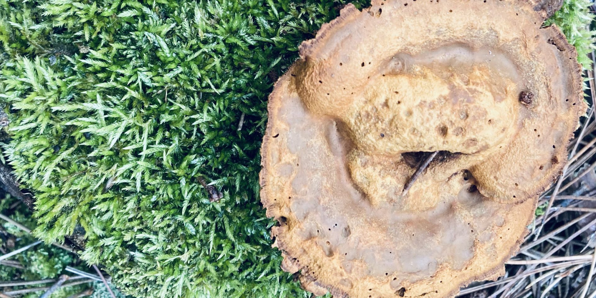 log slice on greenery